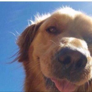 Meet your Posher, Birdie